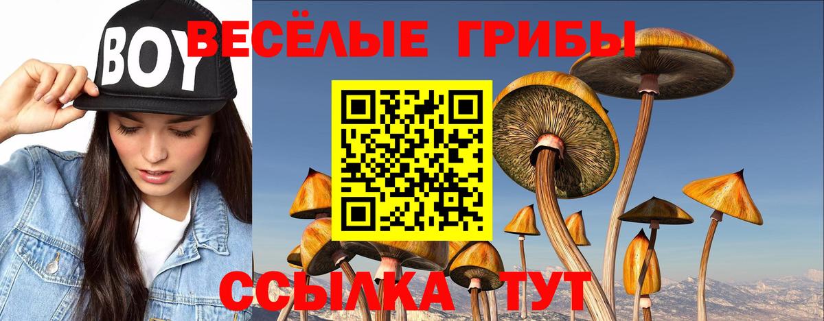 Псилоцибиновые грибы Psilocybe Керчь